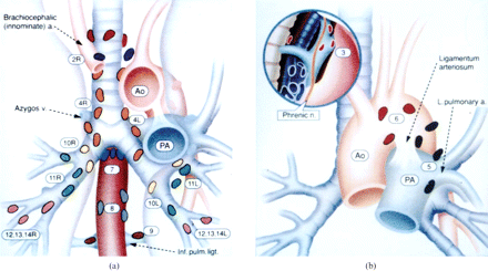 Introductory Clinical Medicine - Radexpert